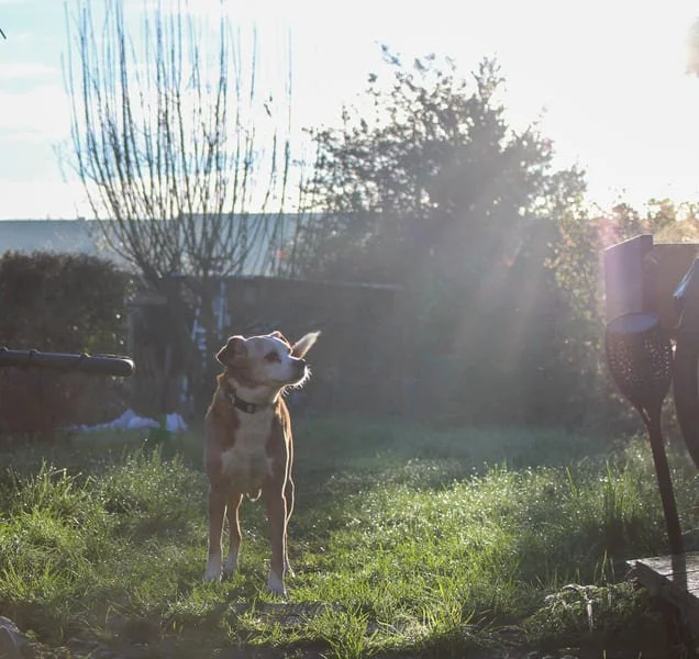 Garde de chien à domicile pendant les vacances