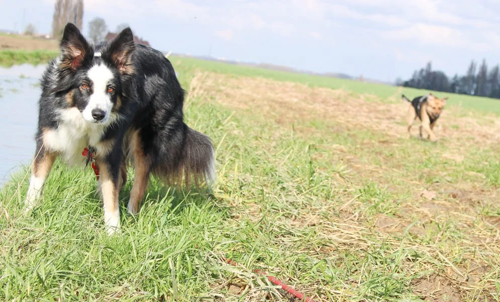Idée cadeau photo de chiens à Baisieux
