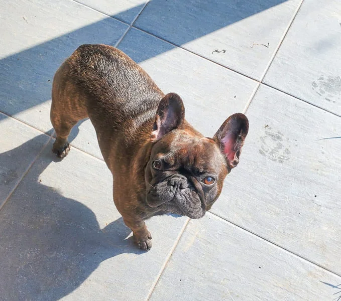Photo d'un animal de compagnie à Baisieux
