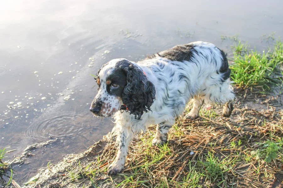 Promenade d'un chien à Baisieux