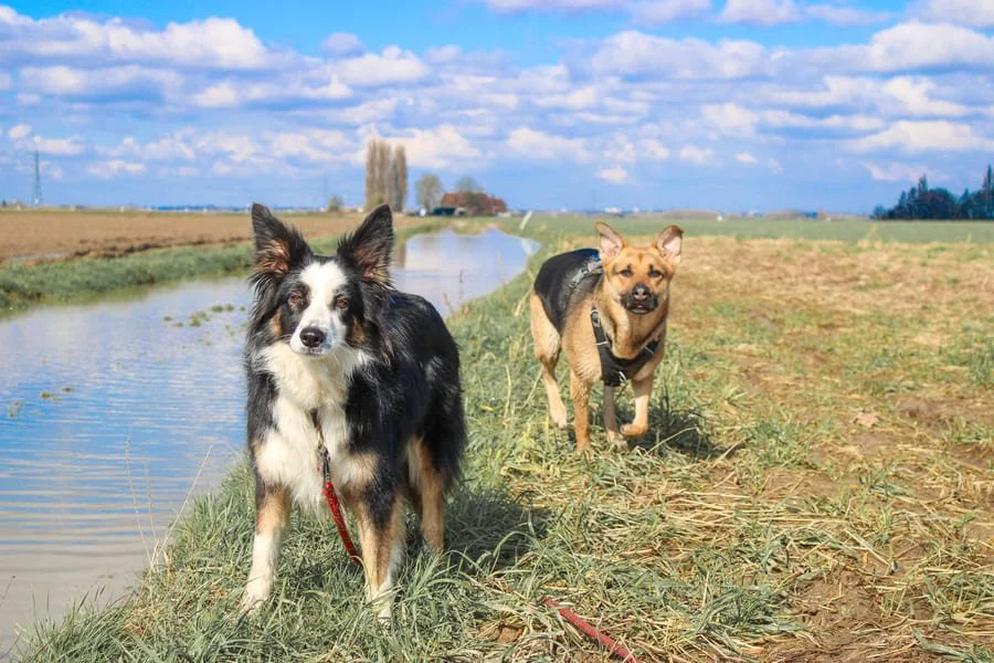 Promenade toutou Baisieux