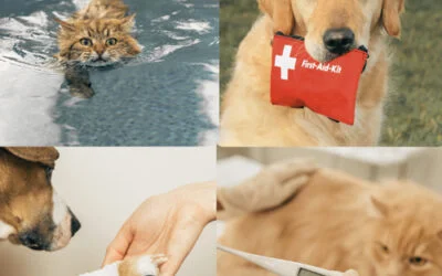 Se former au secourisme canin et félin