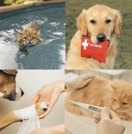 Se former au secourisme canin et félin