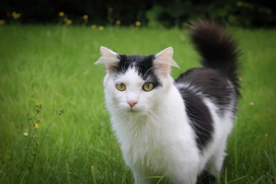 chat petsitting jardin 2