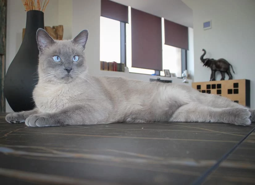 garderie chat vacances la main la patte