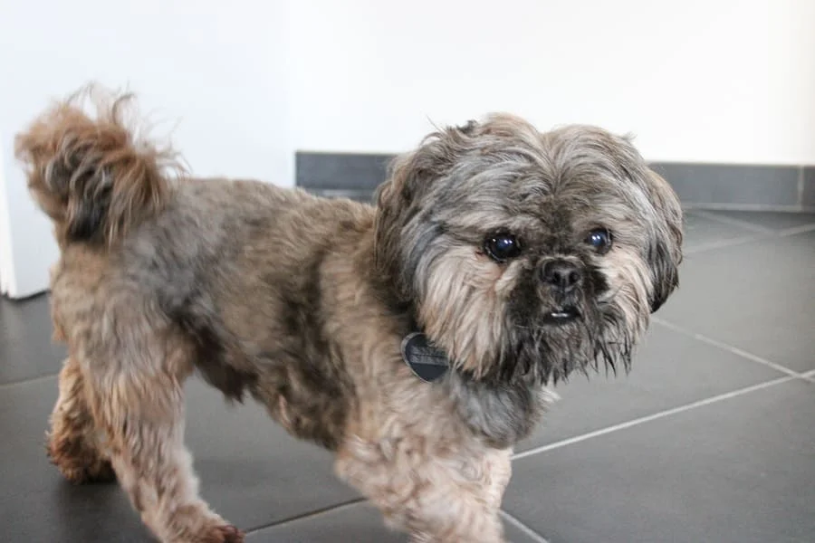 petit chien en garderie domicile