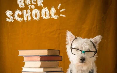 3 idées pour la rentrée de nos chiens et chats