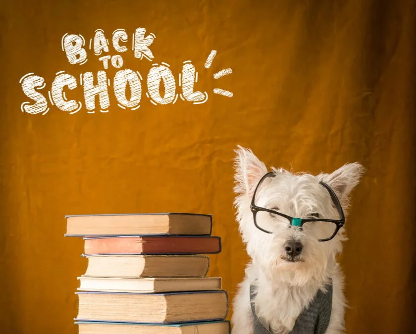 3 idées pour la rentrée de nos chiens et chats
