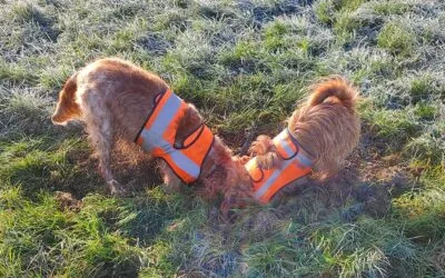 Les p’tites boutiques pour chiens d’Oslo et Philibert