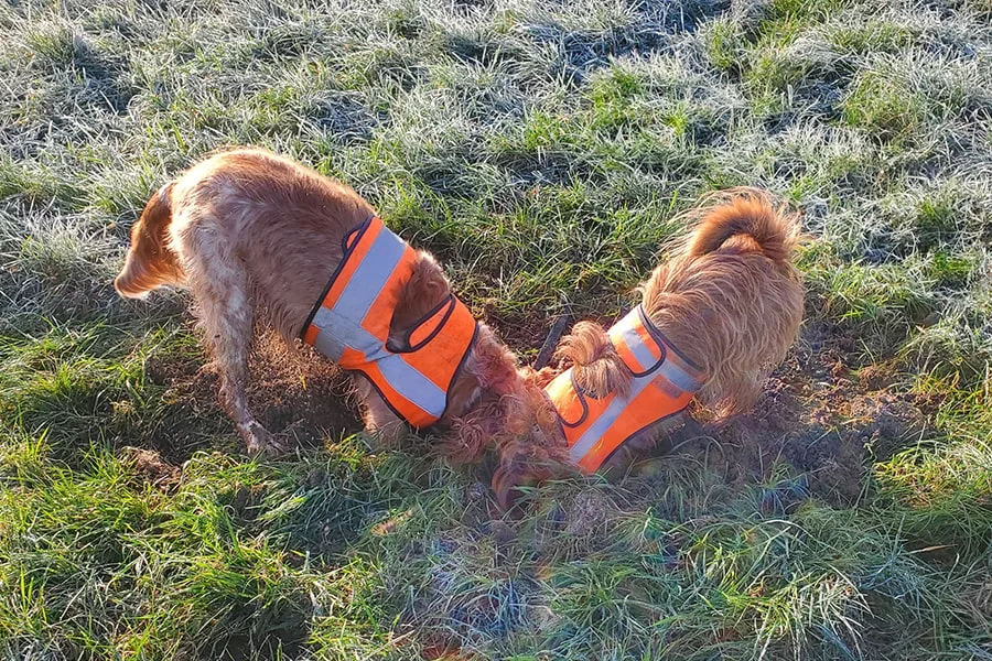 Les p’tites boutiques pour chiens d’Oslo et Philibert