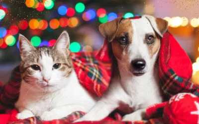Quels cadeaux de Noël pour nos chiens et chats ?