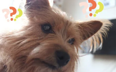 Comment fonctionne une séance de petsitting ?