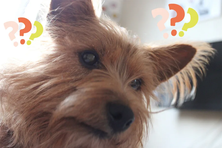 Comment fonctionne une séance de petsitting ?