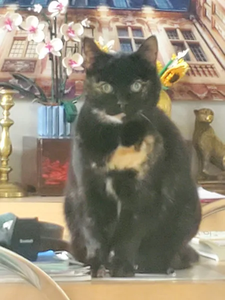 chat en garderie domicile