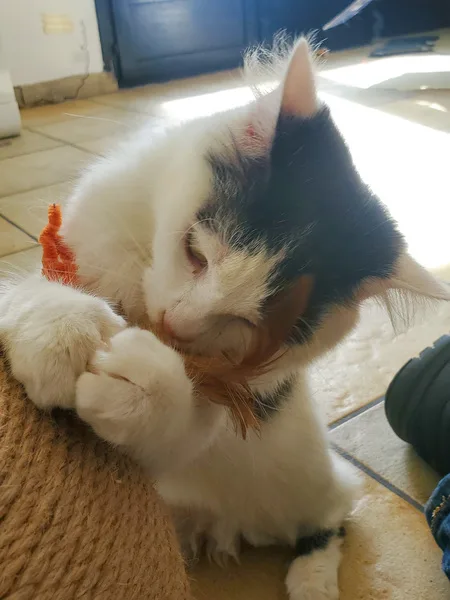 chat garderie petsitter plumes