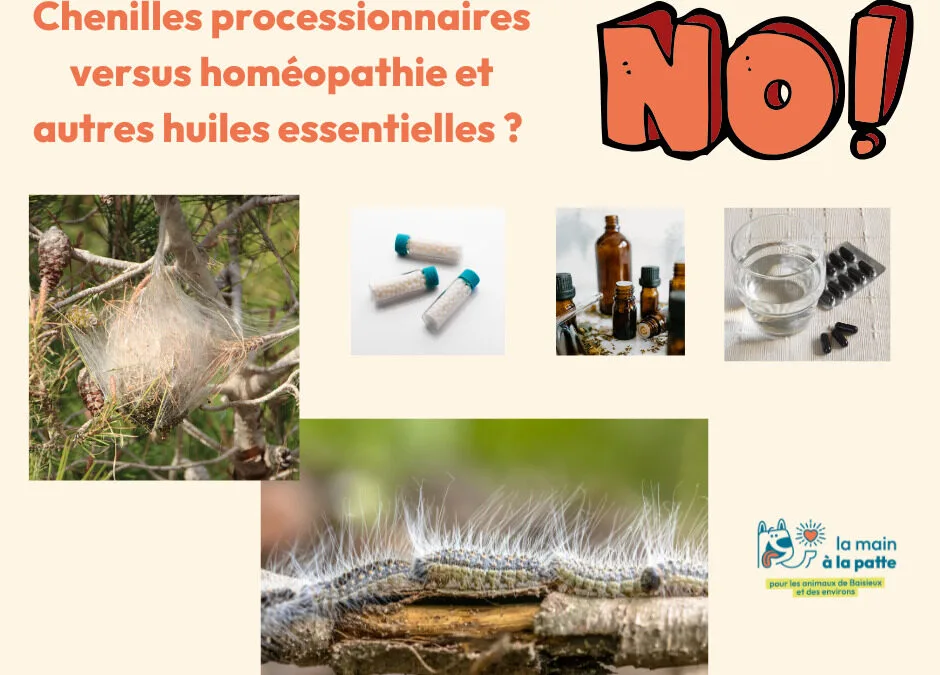 Chenilles processionnaires versus homéopathie