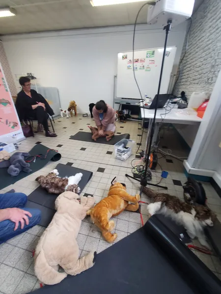 formation secourisme chien nord 2