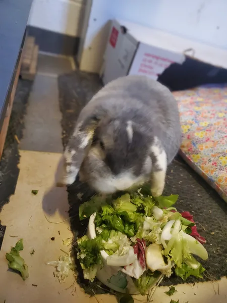 pet sitting lapin domicile salade