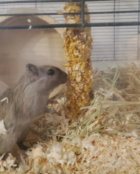 petsitting rongeur vacances