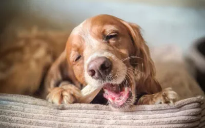 De la mastication à la Main à la Patte !