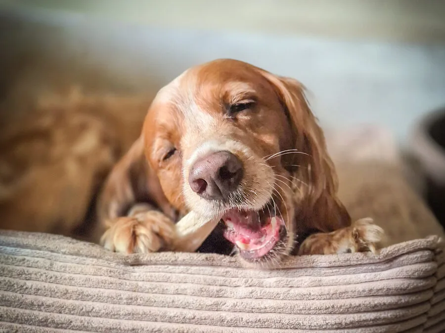 De la mastication à la Main à la Patte !