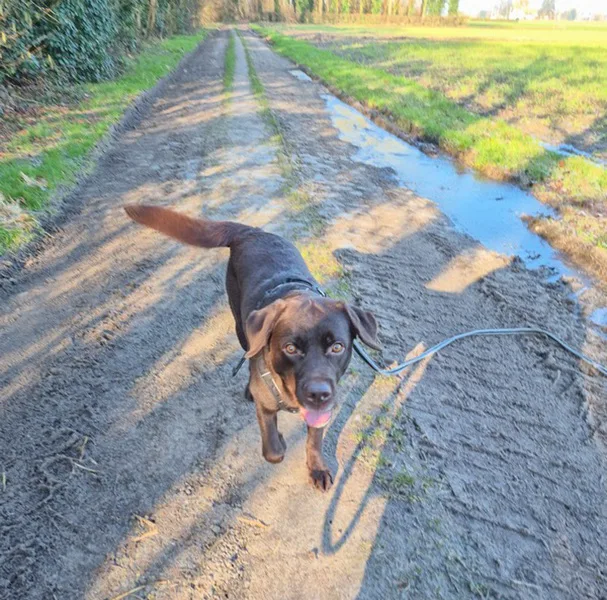 la main a la patte pet sitter photo decembre 1