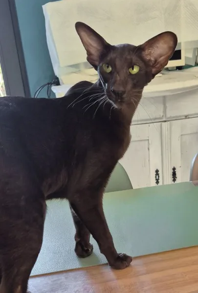 la main a la patte pet sitter photo decembre 10