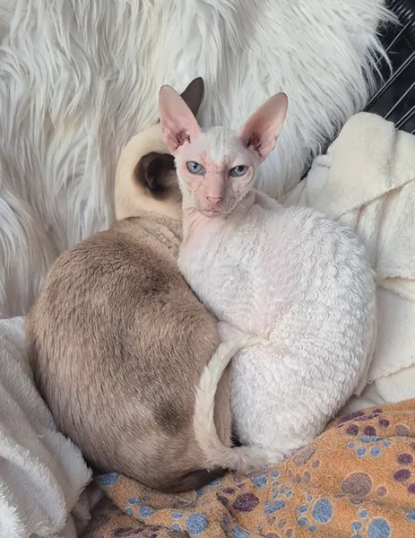 la main a la patte pet sitter photo decembre 11