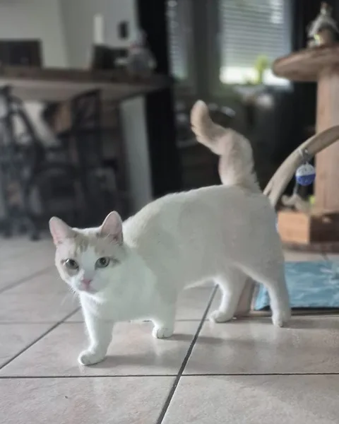 la main a la patte pet sitter photo decembre Willems