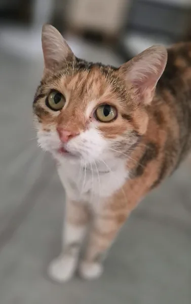 la main a la patte pet sitter photo decembre 13