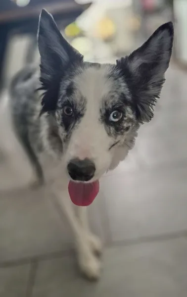 la main a la patte pet sitter photo decembre 14