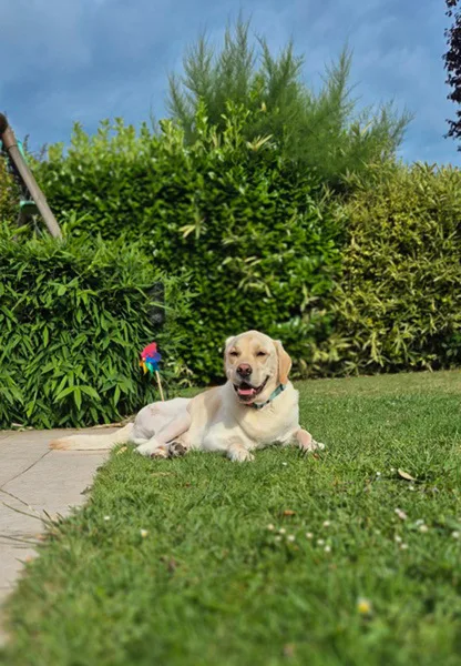 la main a la patte pet sitter photo Chéreng
