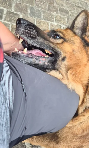 la main a la patte pet sitter Blandain