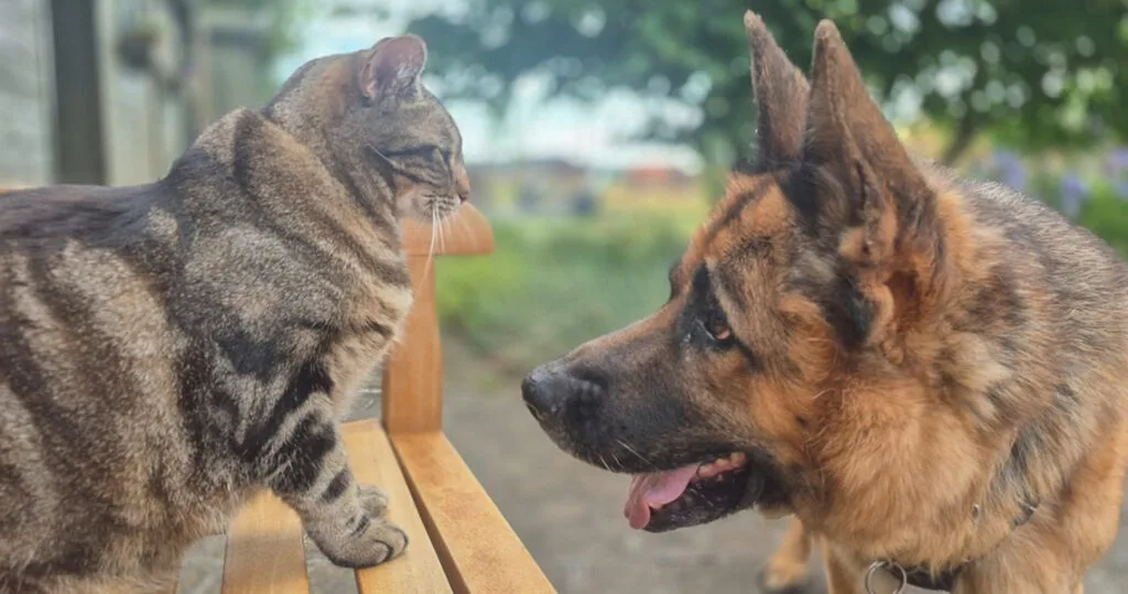 la main a la patte pet sitter photo Blandain