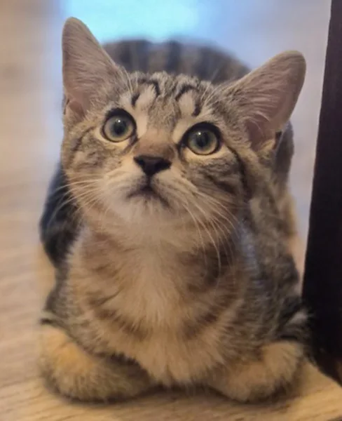 la main a la patte pet sitter photo decembre 18