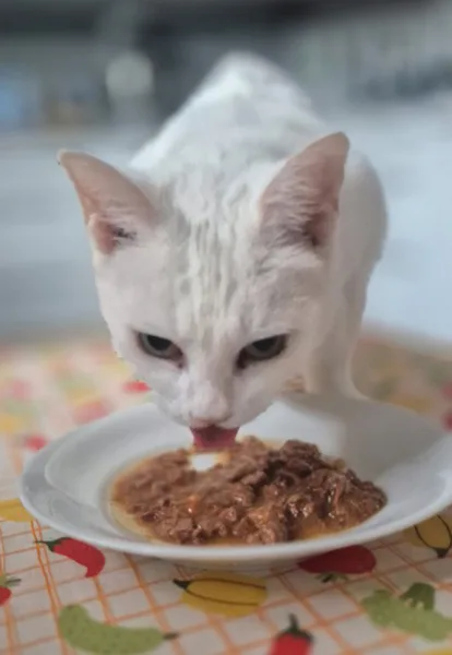 la main a la patte pet sitter photo decembre 19