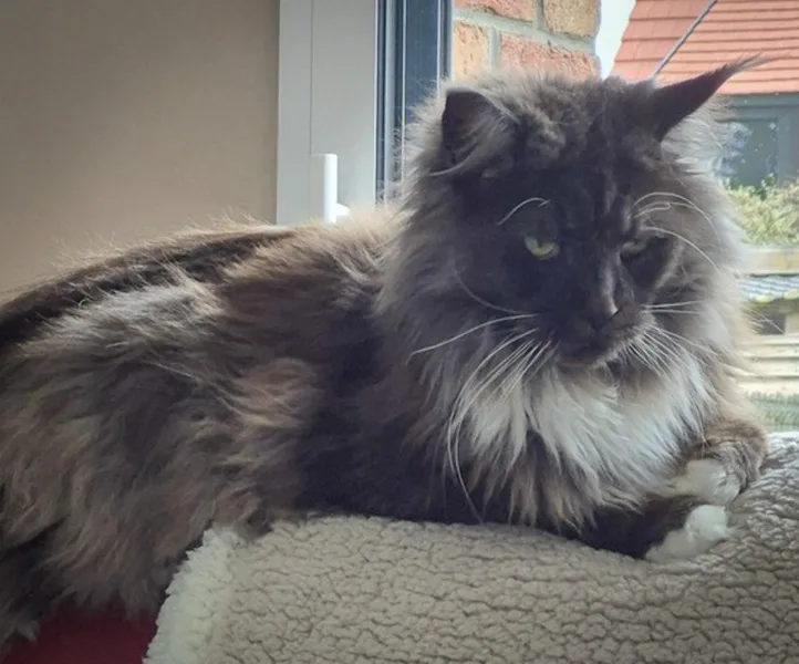 la main a la patte pet sitter photo decembre 2