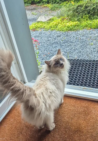 la main a la patte pet sitter photo decembre 20