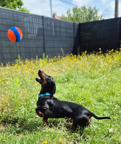 la main a la patte pet sitter photo decembre 21