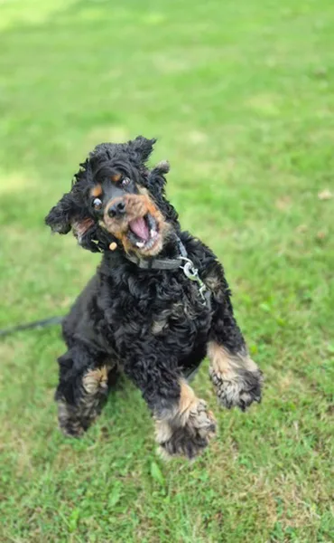 la main a la patte pet sitter photo Chéreng