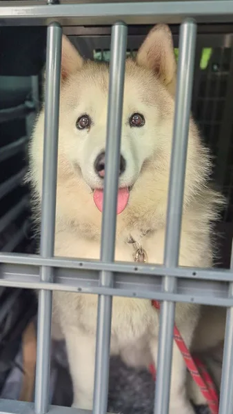 la main a la patte pet sitter photo decembre 23