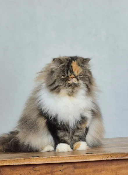 la main a la patte pet sitter Villeneuve d'Ascq