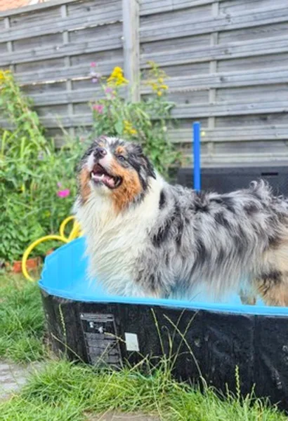 la main a la patte pet sitter photo decembre 25