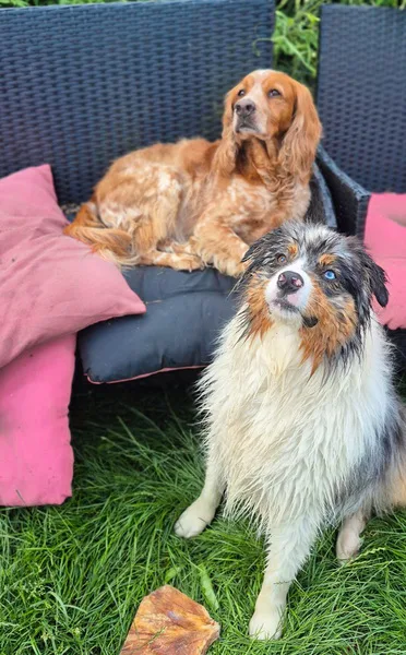 la main a la patte pet sitter photo decembre 26