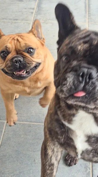 la main a la patte pet sitter photo decembre 28