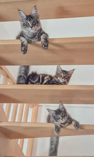 la main a la patte pet sitter photo decembre 29