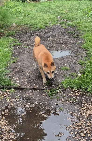 la main a la patte pet sitter photo decembre 3