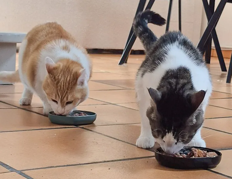 la main a la patte pet sitter photo decembre 30