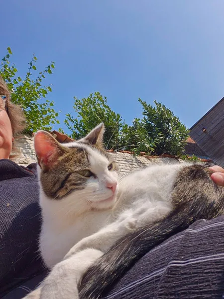 la main a la patte pet sitter photo decembre 31