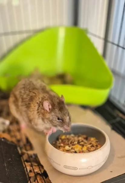 la main a la patte pet sitter rat Camphin en Pévèle